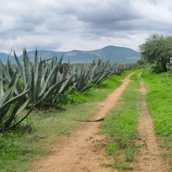 Mondragón México promueve diplomado en franquicias